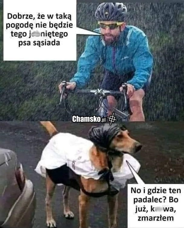 Pies sąsiada