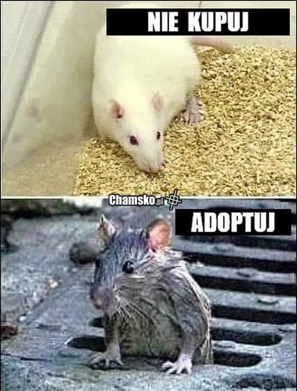 Nie kupuj