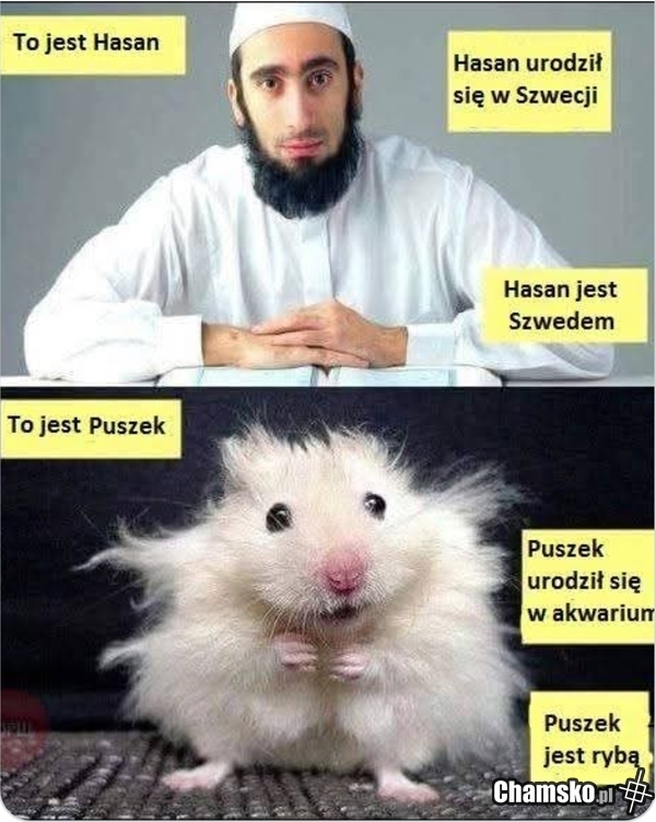 Hassan i rybka
