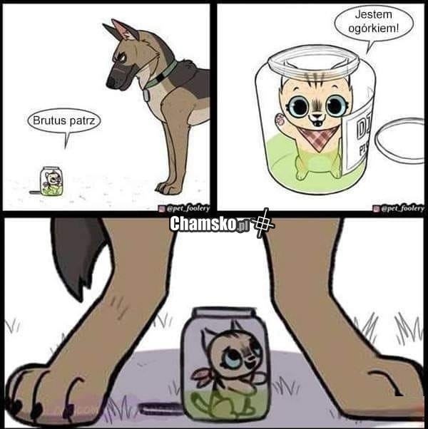 Jestem ogórkiem