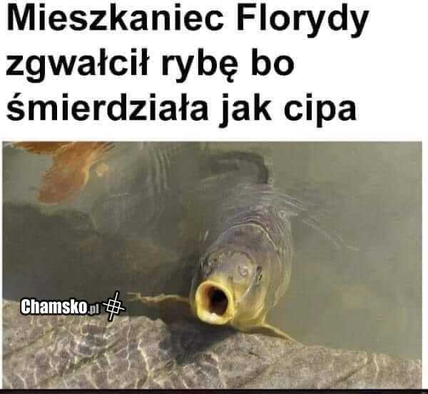 Zoofil