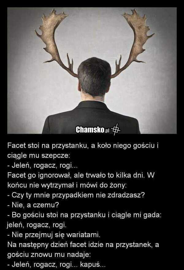 Rogacz