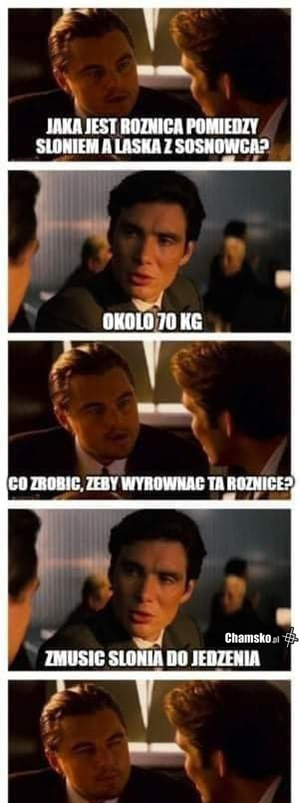 Słoń a laska z sosnowca