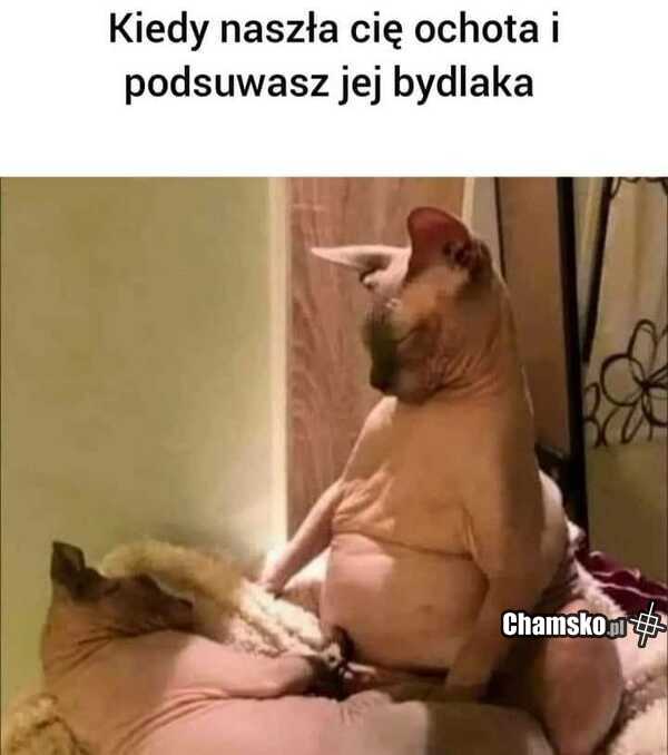 Gdy najdzie ochota