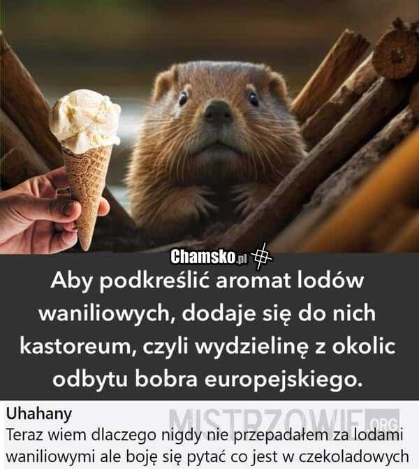 Lody waniliowe