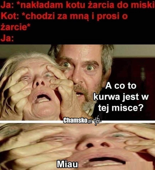 Karmienie kota