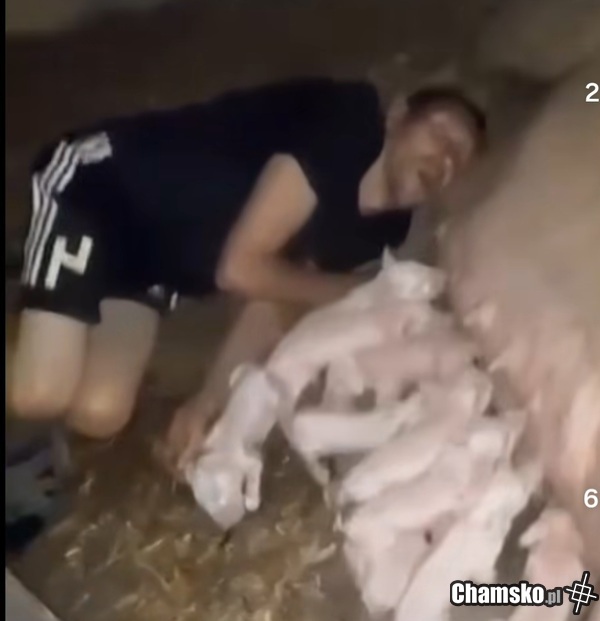 Poducha ze sloniny