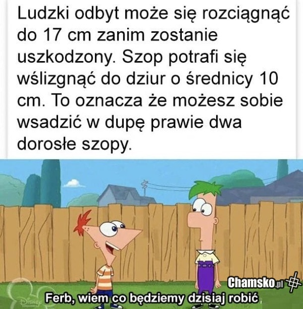 Co dziś będziemy robić?