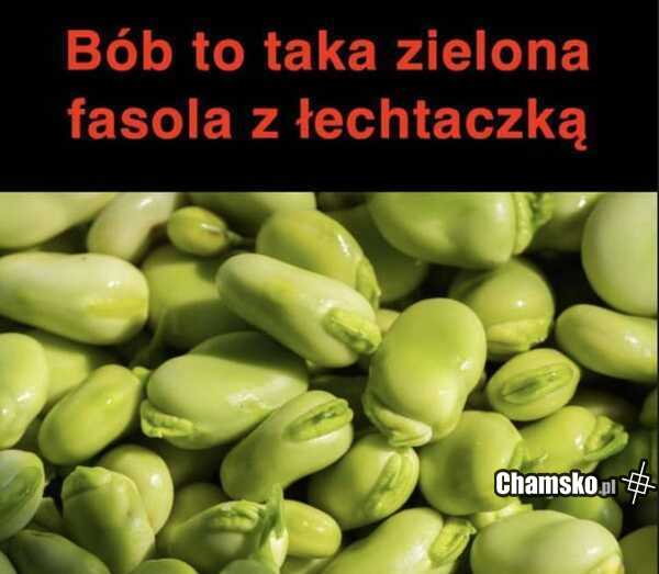 Bób