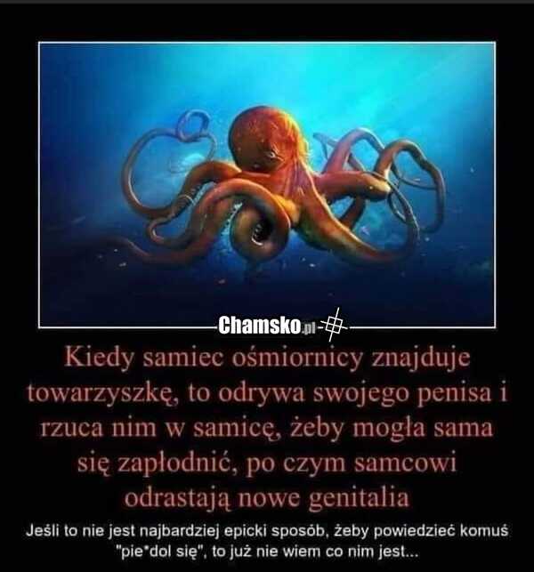 Ośmiornice