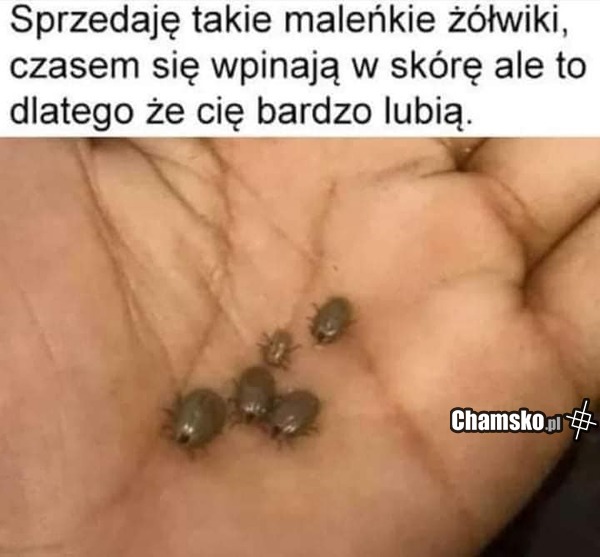 Słodkie małe żółwiki