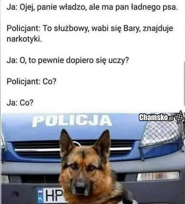 Pies policyjny