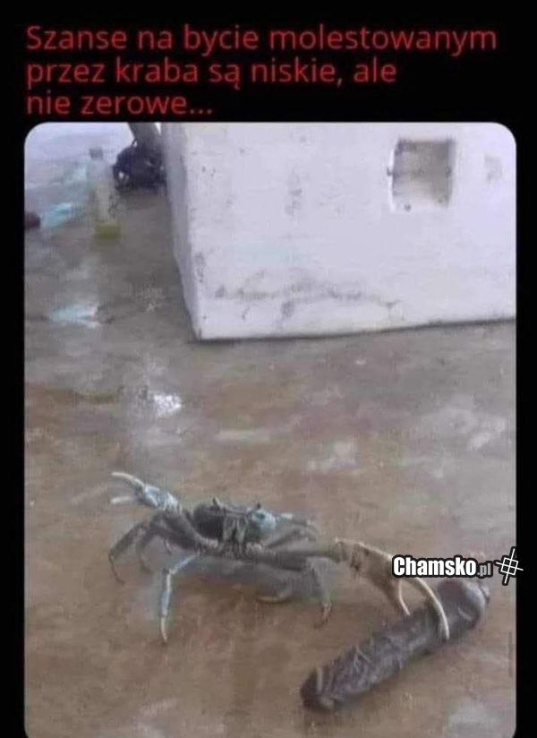 Szalony krab