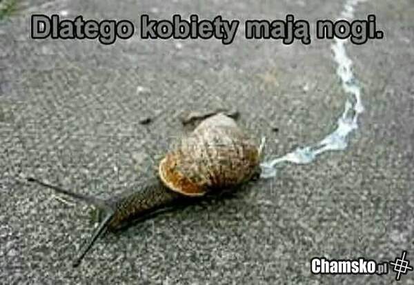 Po co kobietom nogi