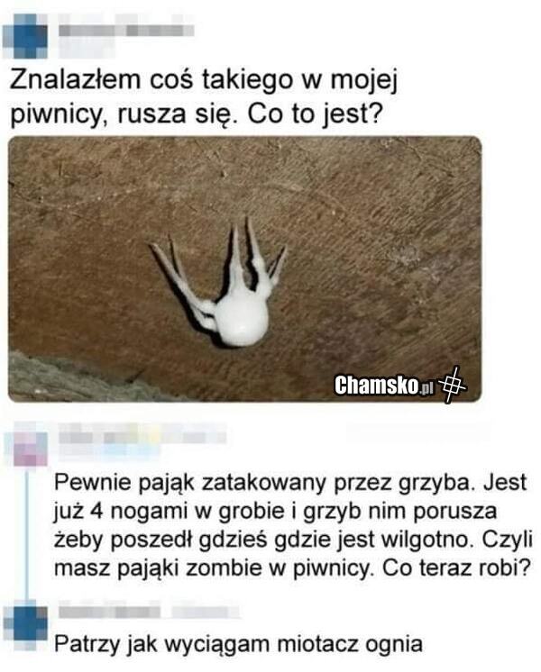 Takie coś