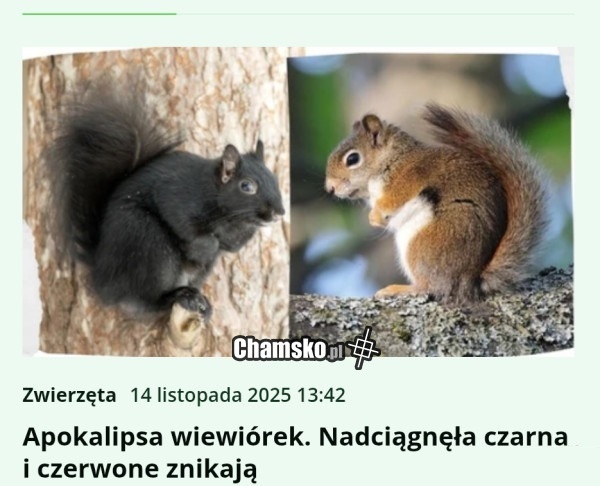 Apokalipsa wiewiórek