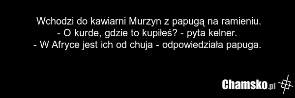 Wchodzi do kawiarni Murzyn z papugą na ramieniu. - O kurde, gdzie to kupiłeś? - pyta kelner. - W Afryce jest ich od chuja - odpowiedziała papuga.