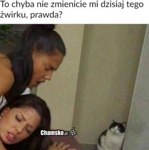 Nowy żwirek
