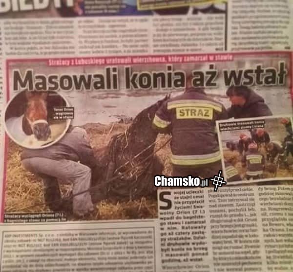 Masowali konia