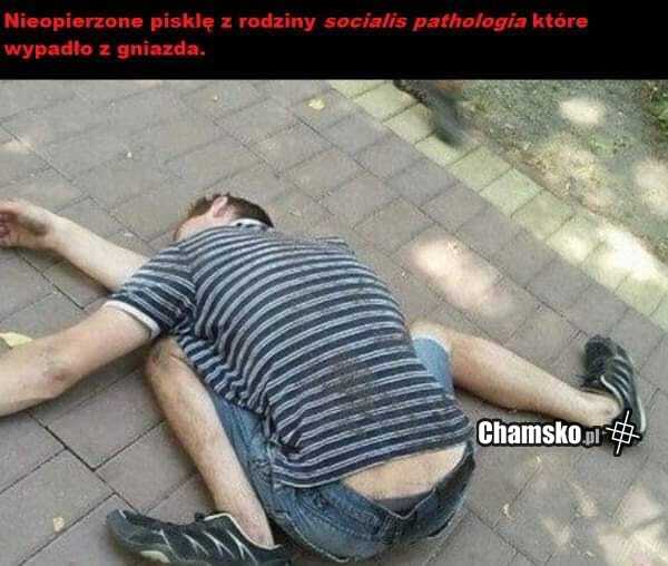 Pisklaczek
