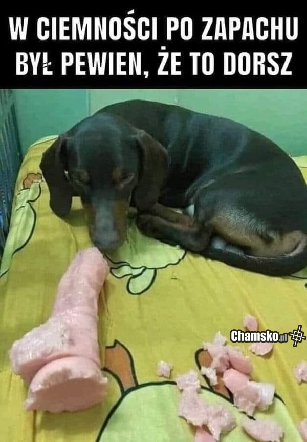 Gryzak dla psa