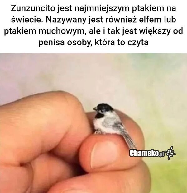 Mały ptaszek