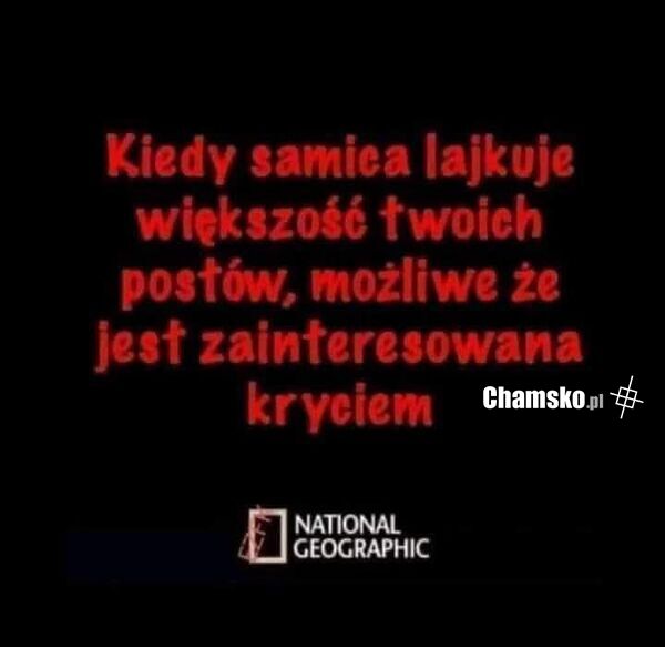 Samica