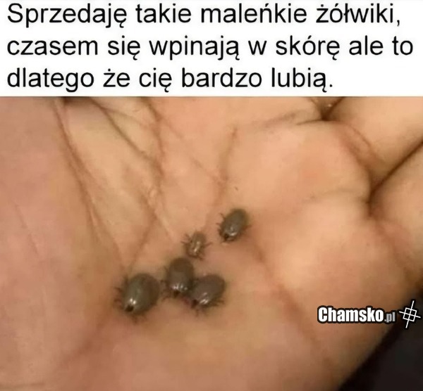 Kto chce żółwia?