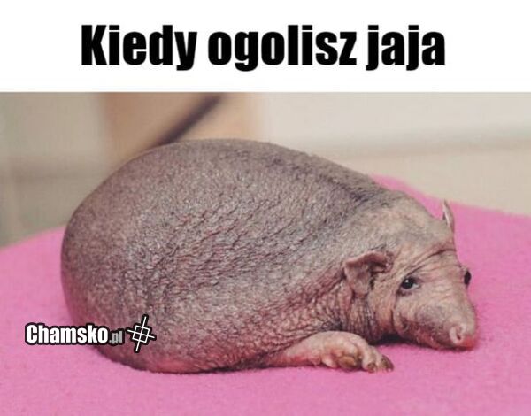Jajka