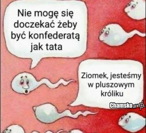 Plemniki