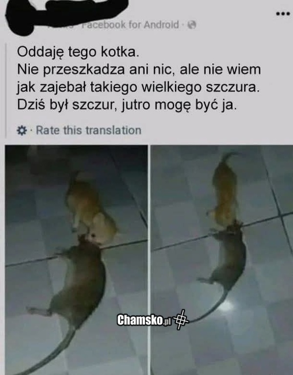 Mały kotek