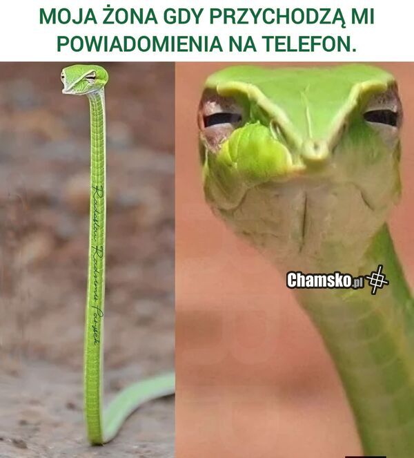 Powiadomienia