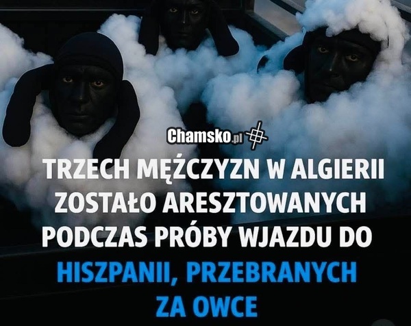 Owce