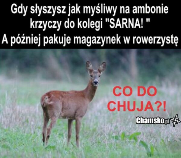 Polowanie
