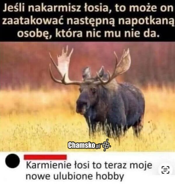 Karmienie łosi