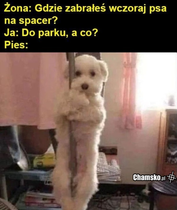 Spacer z psem