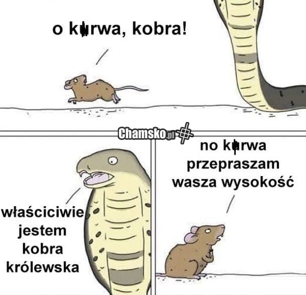Kobra królewska