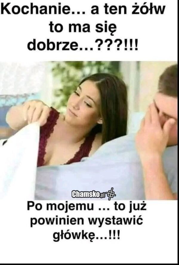 Żółw