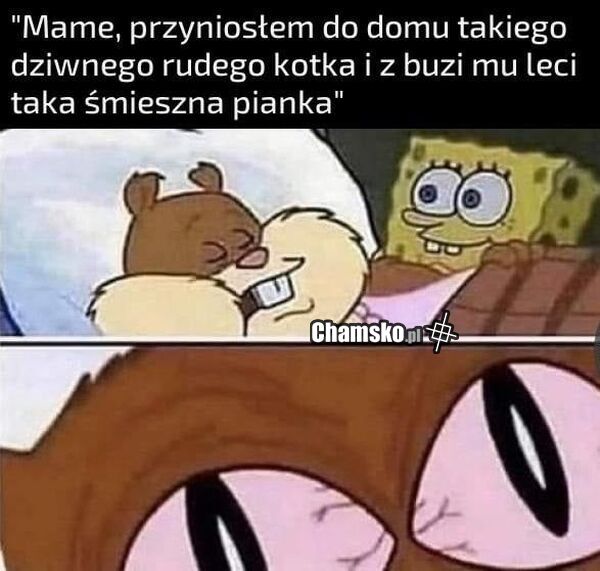 Kotek