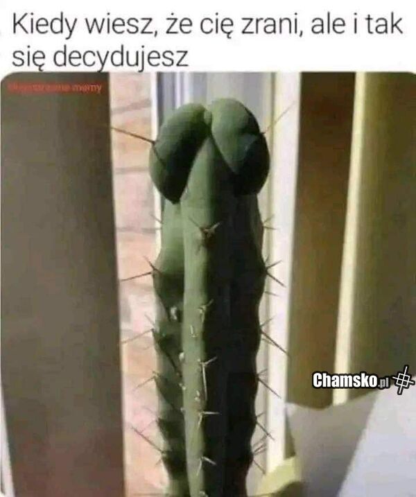 Kaktus