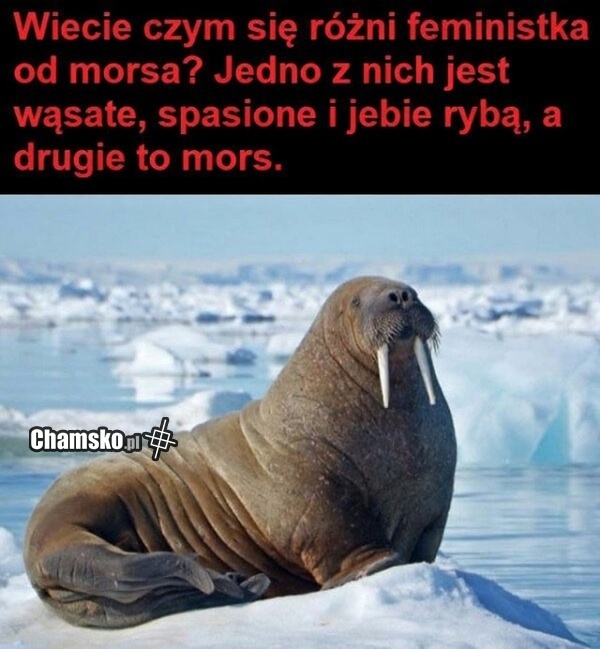 Obrazek