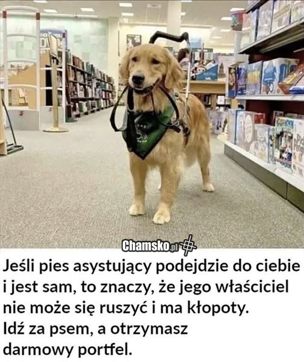Pies asystujący