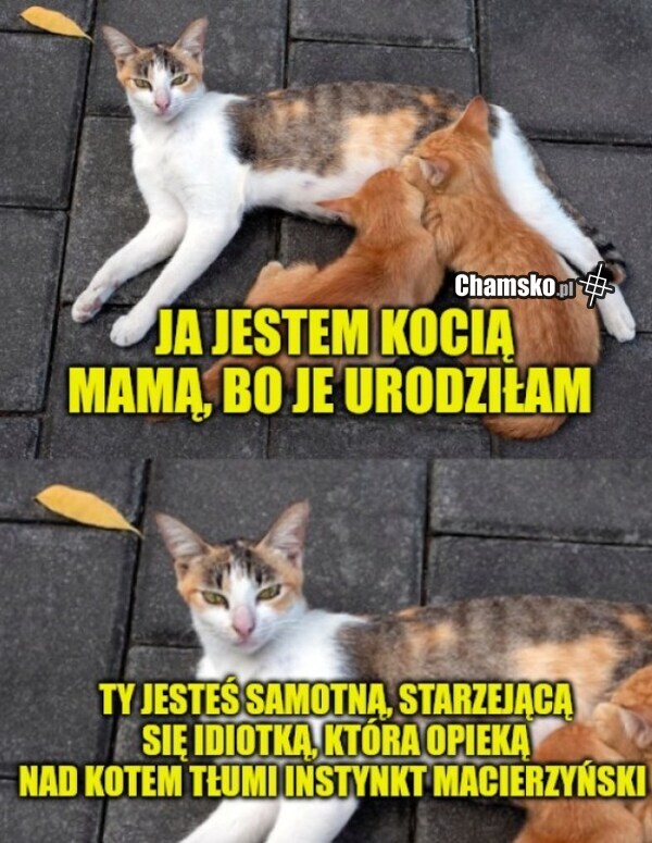 Kocia mama