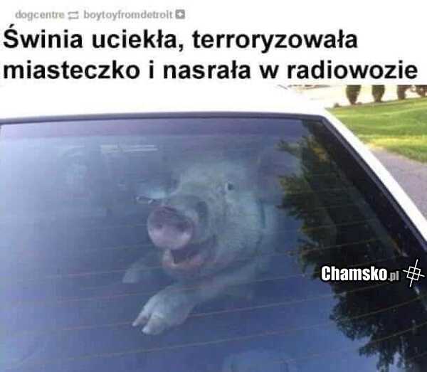 Świnia