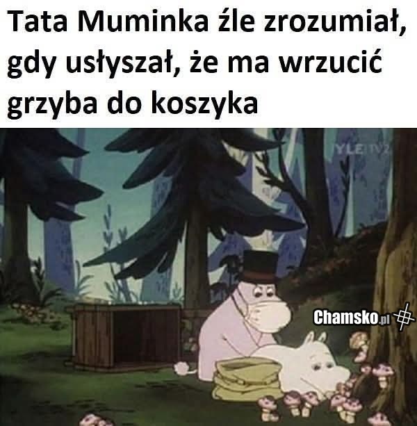 Grzyb