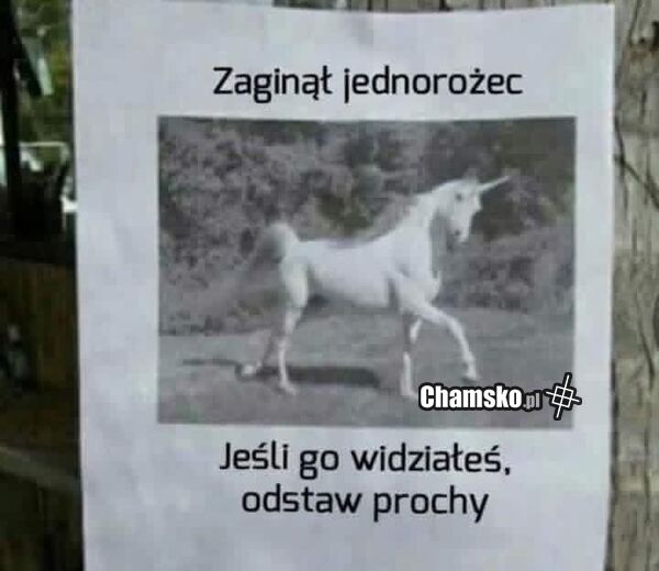 Zaginął