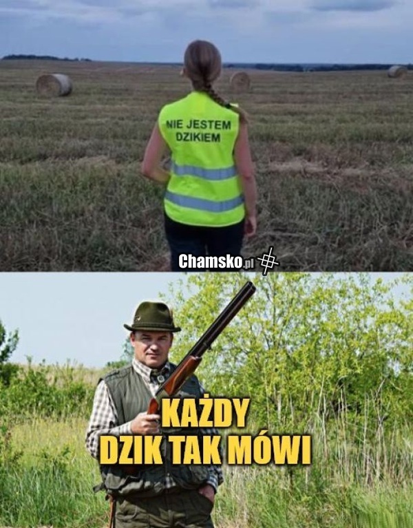 Dzik