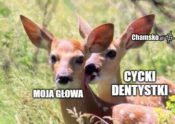Dentystka