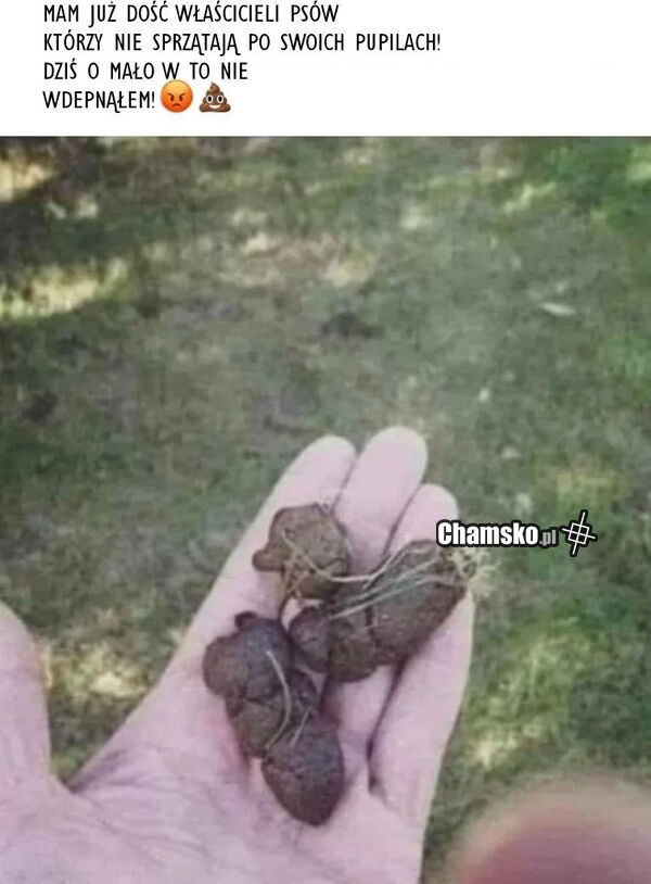 Kupa