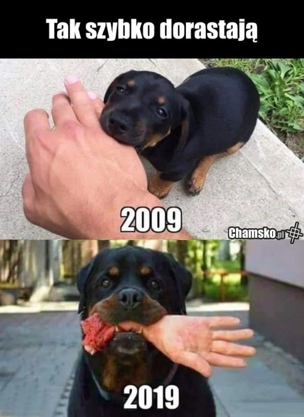 Tak szybko dorastają